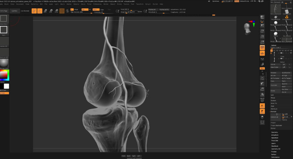 illustration medicale-Anne-Christel Rolling - 3D - genou - vascularisation - ZBrush - os _ squelette - rotule - tibia