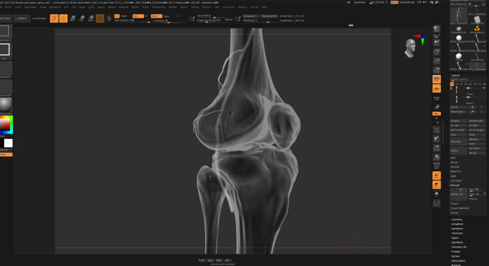 illustration medicale-Anne-Christel Rolling - 3D - genou - vascularisation - ZBrush - os _ squelette - rotule - tibia