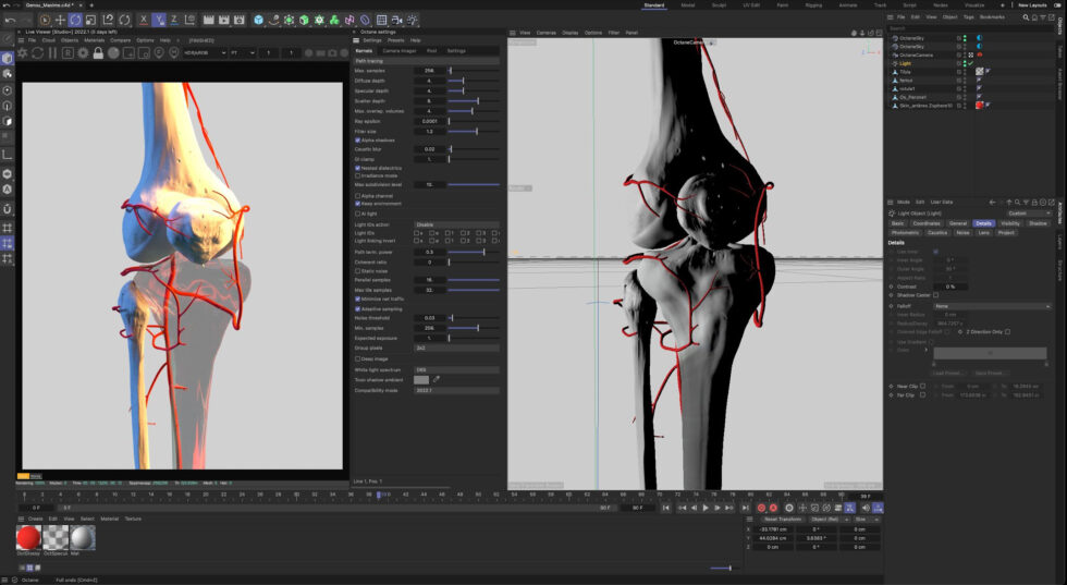illustration médicale_Anne-Christel Rolling_3D_genou_vascularisation_C4D_modélisation