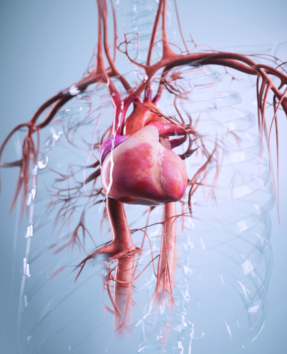 Anne-Christel Rolling_illustration médicale_3D_Système cardio-vasculaire