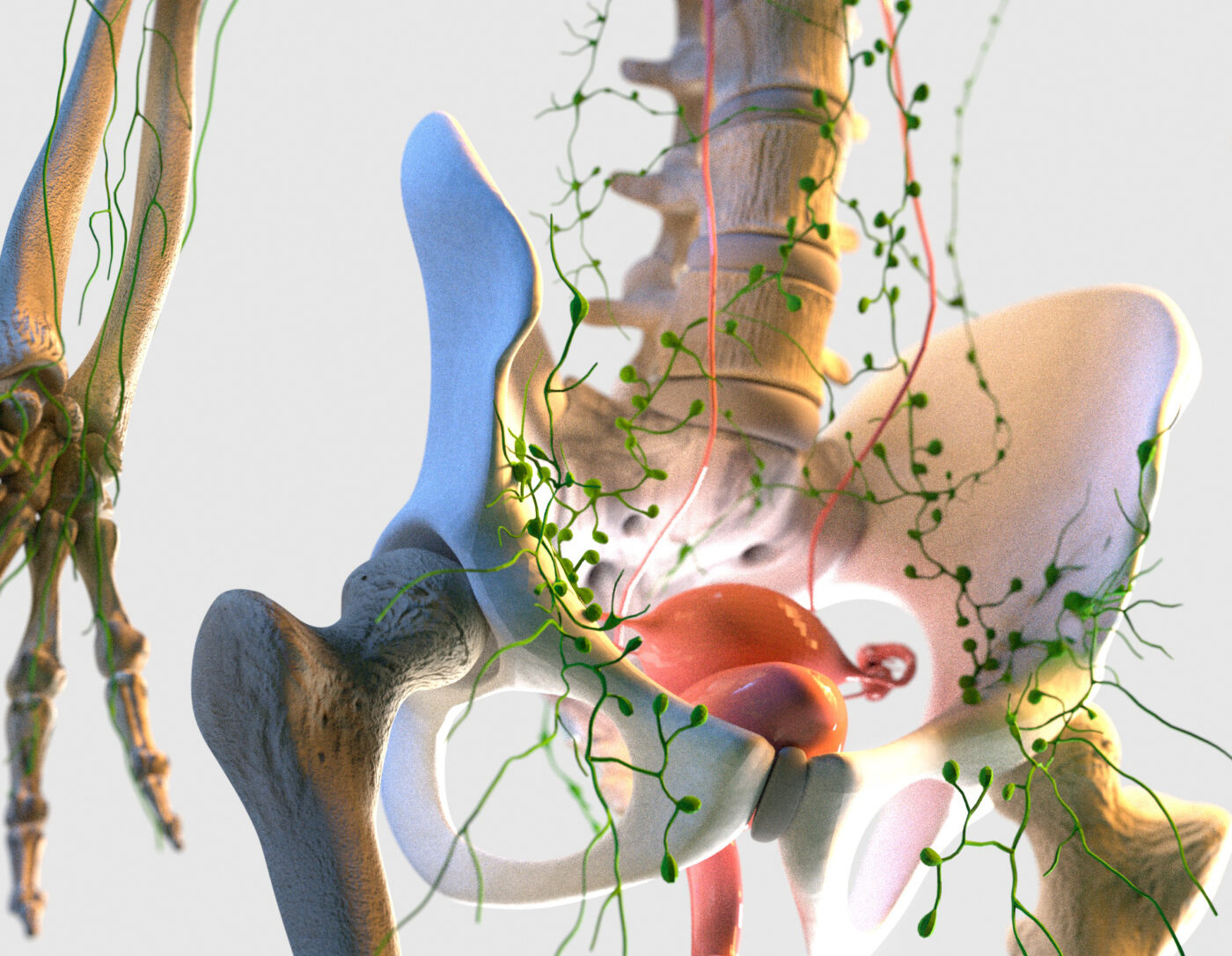 Anne-Christel Rolling_illustration médicale_3D_Système lymphatique_utérus_hanche
