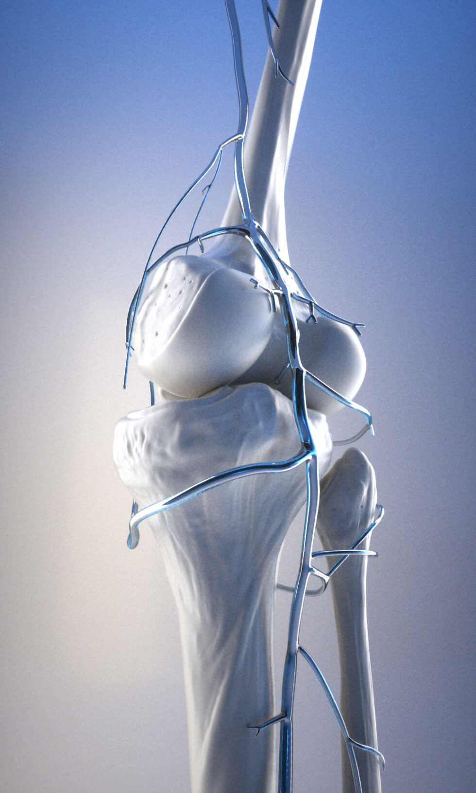 Anne-Christel Rolling_illustration médicale_3D_genou_squelette_vascularisation_poplité