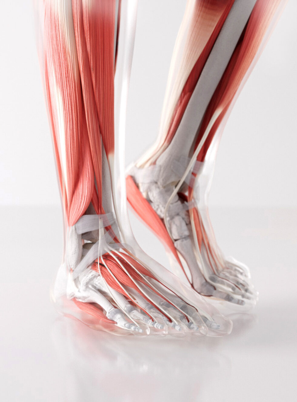Anne-Christel Rolling_illustration médicale_anatomie_pieds_3D_muscles_squelette